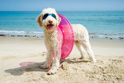 Frankreich Ferienhaus oder Ferienwohnung mit Hund am Atlantik