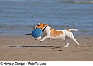 Fuerteventura mit Hund