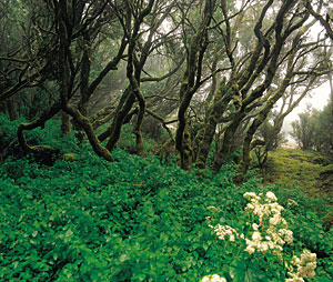 Tilos de Moya auf Gran Canaria