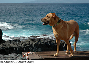 La Palma mit Hund