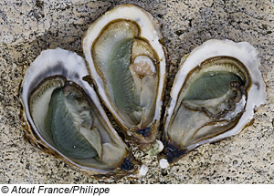 La Plaine-sur-Mer, AtlantikkÃ¼ste Frankreich