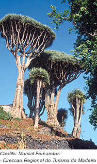 DrachenbÃ¤ume auf Madeira, Portugal