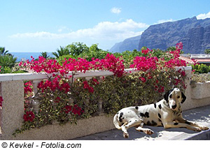 Urlaub auf Teneriffa mit Hund